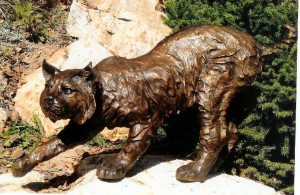 bobcat-lifesize-view bobcat-lifesize-view