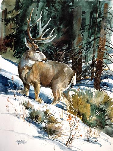 mule-deer mule-deer