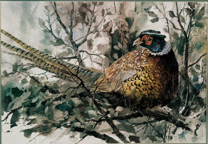 pheasant pheasant